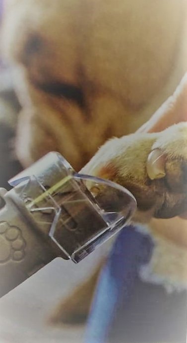 Kit De Acessórios P/ Lixar Unhas De Pets Pet Grooming Dremel - 2615Pg0001